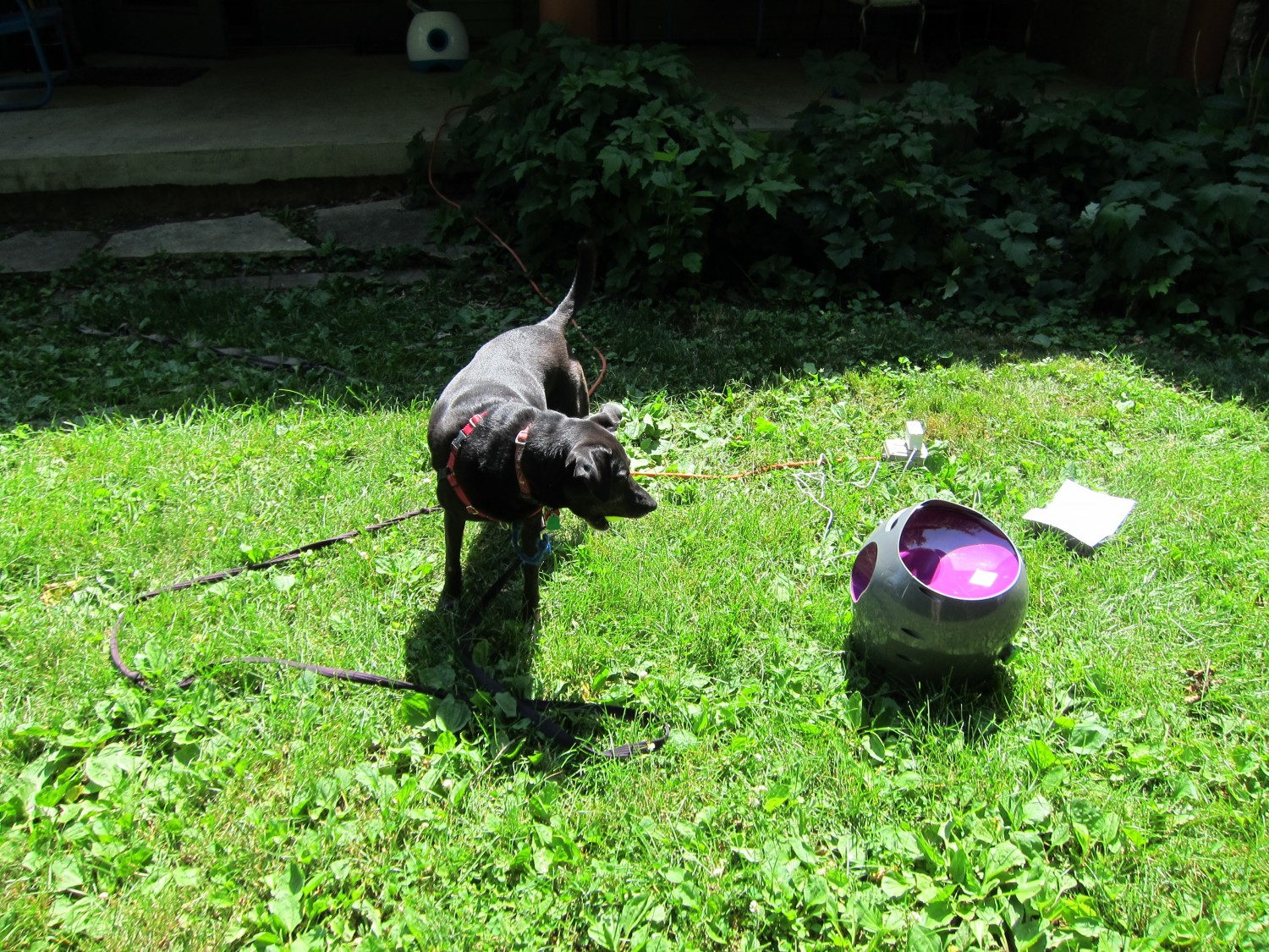 cat ball launcher